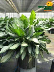 Aglaonema Emerald Bay 10 in