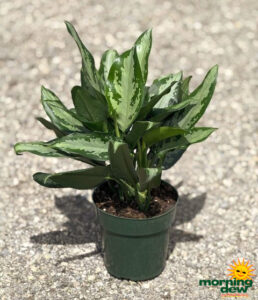 Aglaonema Jubilee 6 in