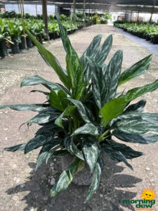 Aglaonema Shades 10 in