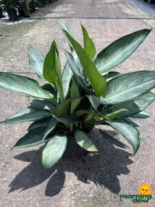 Aglaonema Silverado 10 in