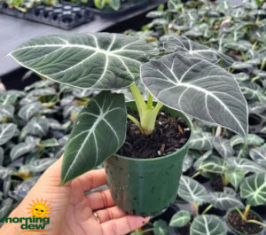 Alocasia Black Velvet 4 in