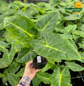 Alocasia Lutea 6 in