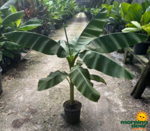 Banana Basjoo 10 in