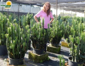 Cactus Euphorbia Trigona