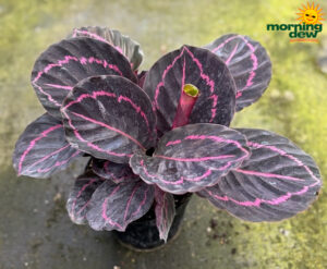 Calathea Dottie 6 in