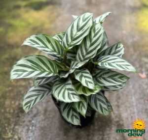 Calathea Freddie 6 in