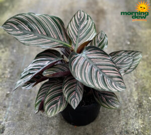 Calathea Ornata 6 in