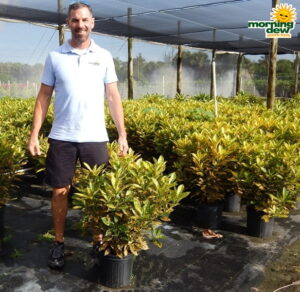 Croton Gold Dust 10 in
