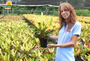 Croton Wilma