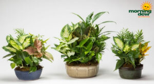 Dish Garden Ceramic Lindels