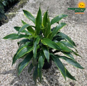 Dracaena Art 10 in