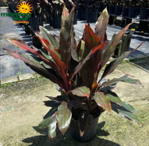 Dracaena Cordyline Picasso's Red 10 in