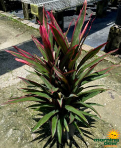 Dracaena Cordyline Pink Pepper 10 in