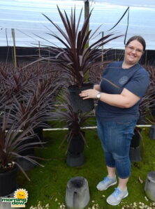 Cordyline Red Star spike