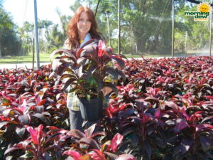 Dracaena Cordyline Ruby 8 in