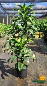 Dracaena Dorado Cane 10 in