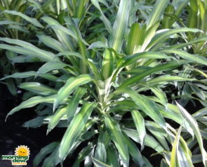 Dracaena Eve
