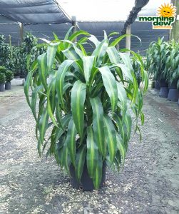 Dracaena Hawaiian Sunshine