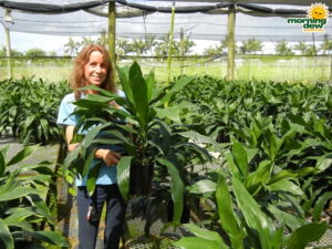 Dracaena Janet Craig