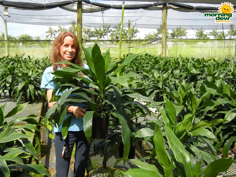 Dracaena Janet Craig