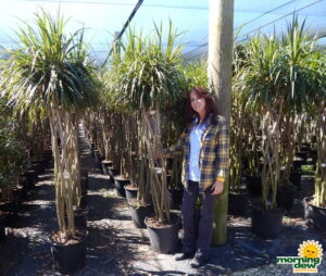 Dracaena Marginata Braid 14 in