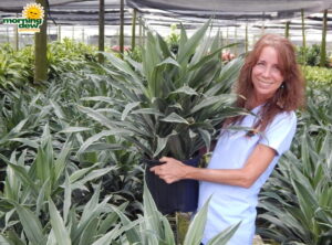 Dracaena Warneckii Jumbo
