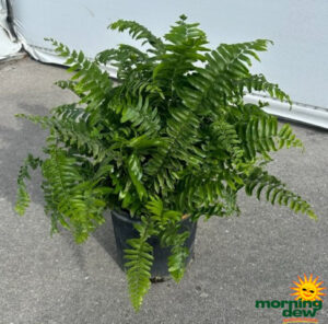Fern Macho 10 in