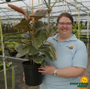 Ficus Elastica Ruby 8 in