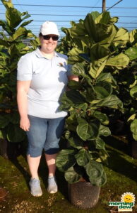Ficus Lyrata Column 14 in