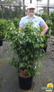 Ficus Spire 14 in
