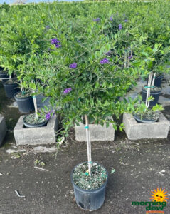 Flowering Duranta Repens Standard 10 in