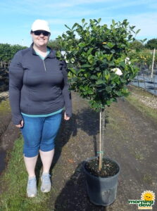 Gardenia aimee tree