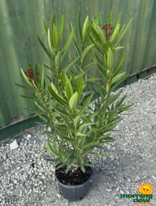 Flowering Oleander Bush Calypso Pink 10 in