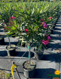 Flowering Oleander Standard Pink Calypso 10 in