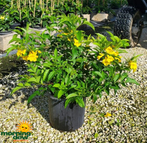 Flowering Tecoma Bush 10 in