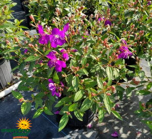Flowering Tibouchina Bush 10 in