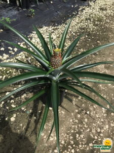 Fruit Pineapple 10 in