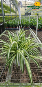 HB Spider Original 8 in