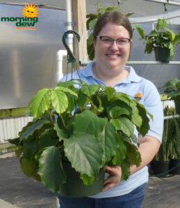 HB Tetrastigma 10 in