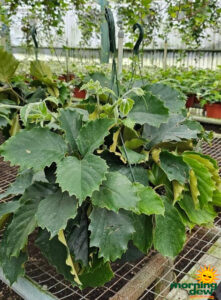 HB Tetrastigma 10 in