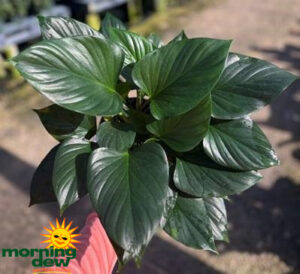 Homalomena Emerald Gem 6 in