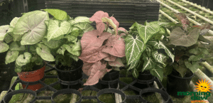 Nephthytis Assorted 4 in