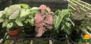 Nephthytis Assorted 4 in