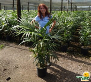 Palm Kentia California 10 in