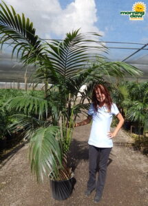 Palm Kentia California 14 in