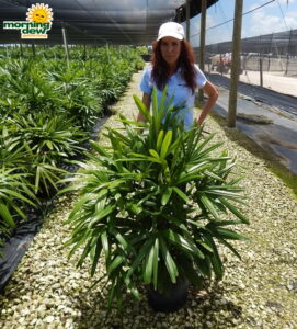 Palm Rhapis Excelsa 12 in