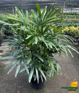 Palm Rhapis Excelsa 14 in