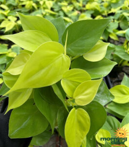Philodendron Cordatum Lemon Lime 4 in