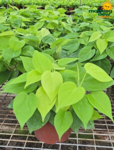 Philodendron Cordatum Lemon Lime 6 in