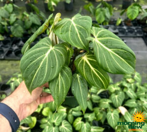 Philodendron Gloriosum 6 in